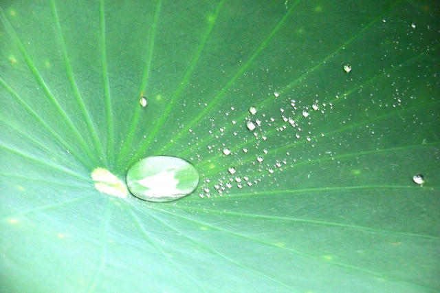 自然界で撥水性の特徴を持つ蓮の葉